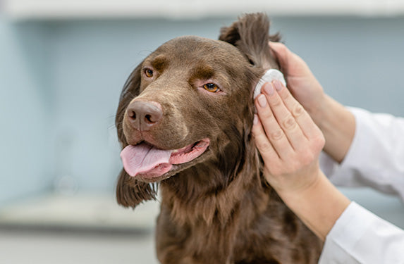 Dog having ears cleaned