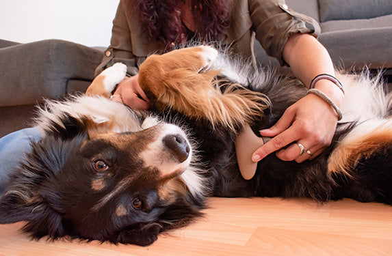 Collie type dog enjoying grooming