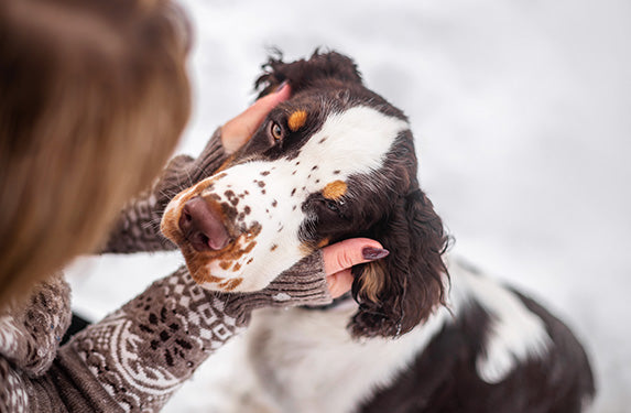 spaniel dog looking at owner