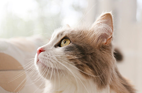 close up of cats ear