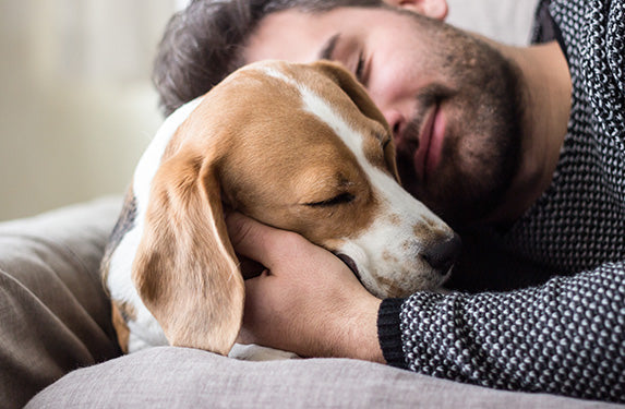 beagle dog with male owner