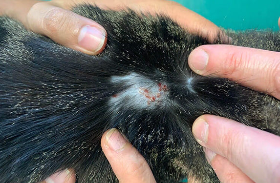 Miliary dermatitis in a cat.