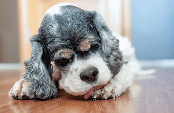 spaniel licking paws