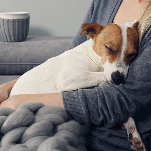 Terrier Dog Sleeping on owner