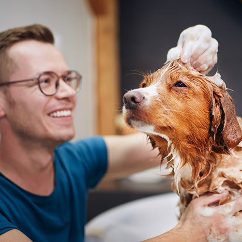 Happy dog in the bath