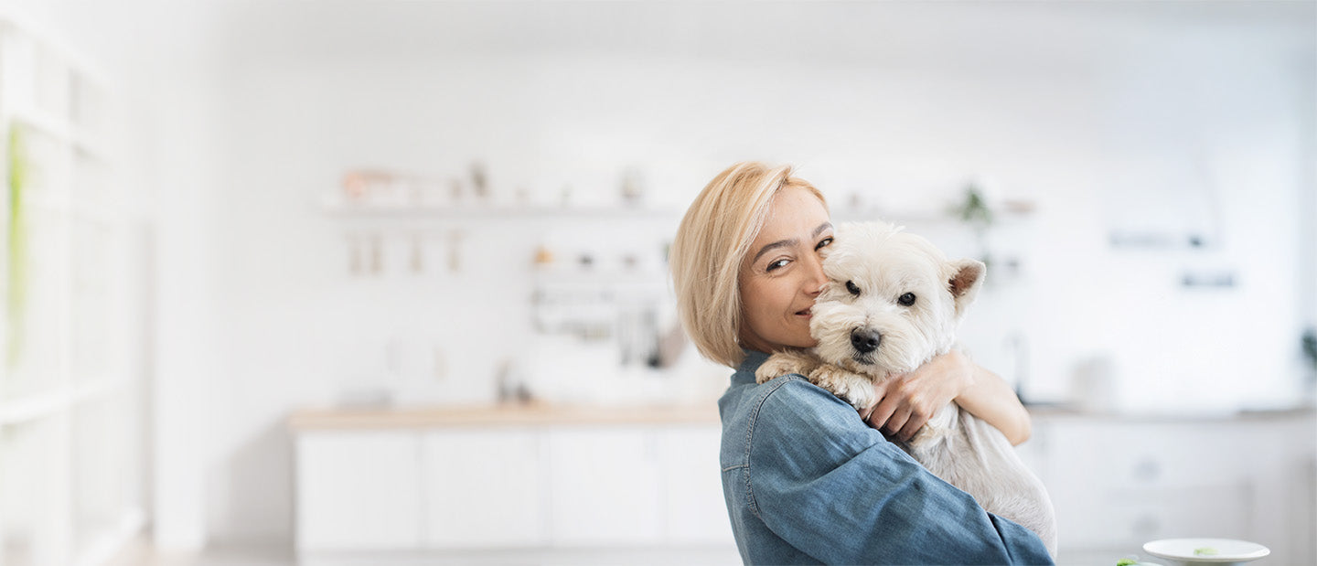 Westie dog in arms of lady owner